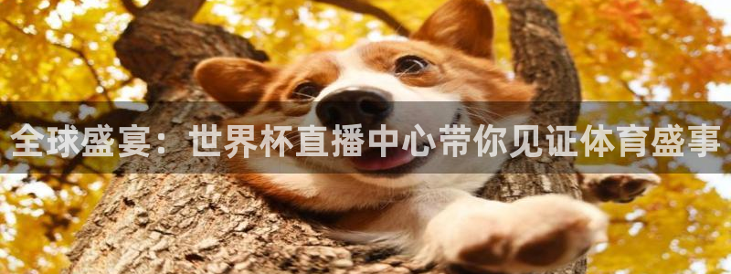 26世界杯：全球盛宴：世界杯直播中心带你见证体育盛事